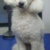 Cody the Poodle before grooming